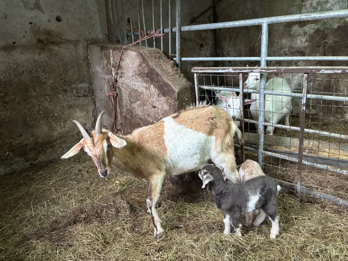 Togenburg year and a half with 2 kids - Image 1