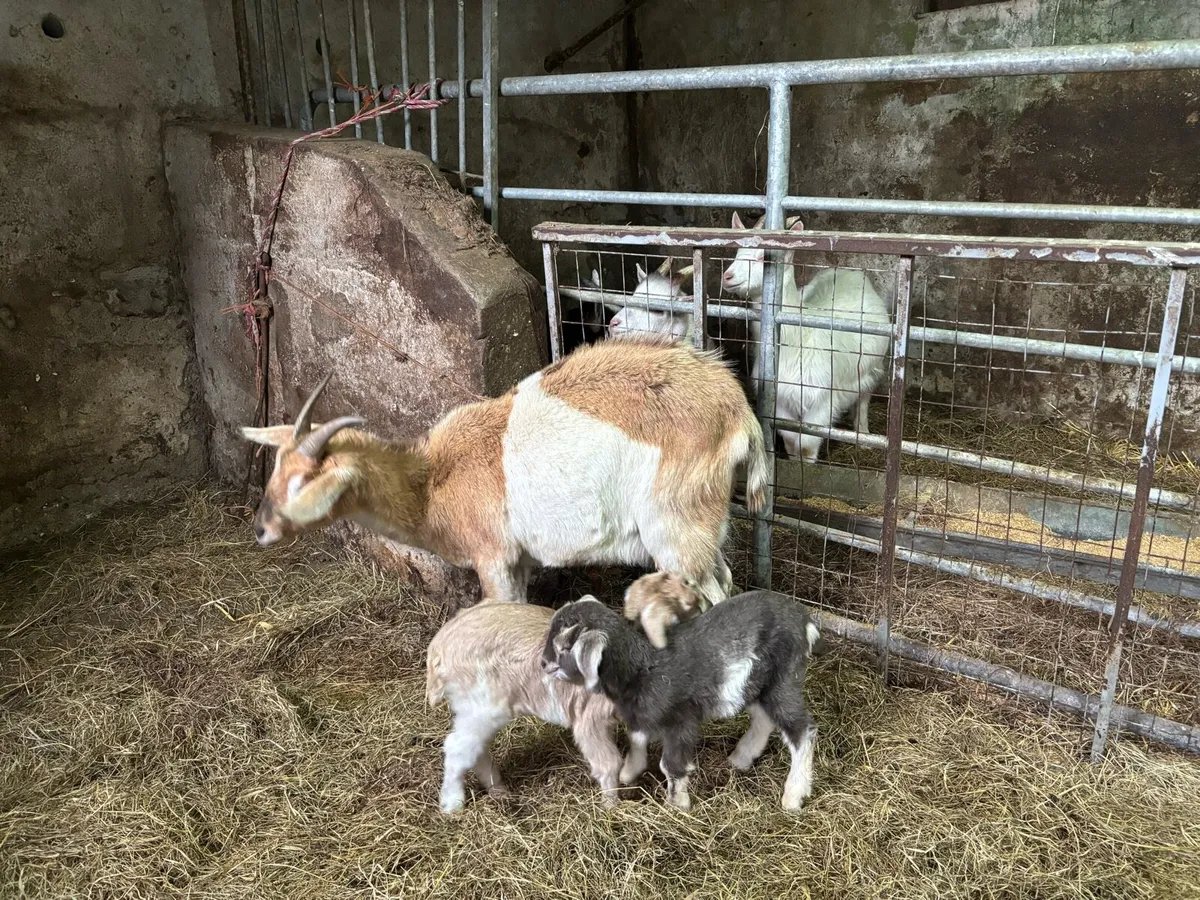 Togenburg year and a half with 2 kids - Image 3