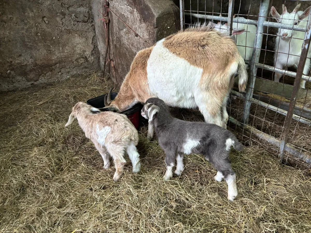 Togenburg year and a half with 2 kids - Image 4