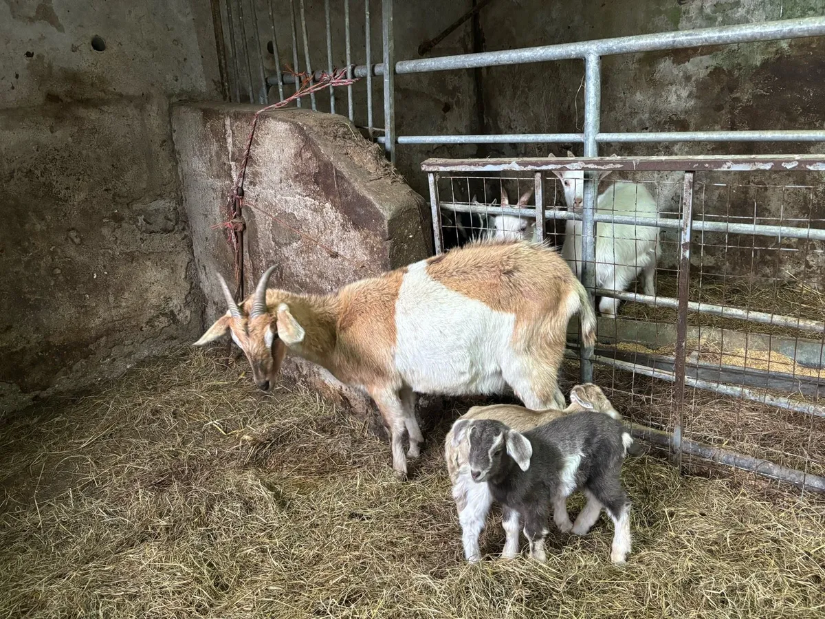 Togenburg year and a half with 2 kids - Image 2