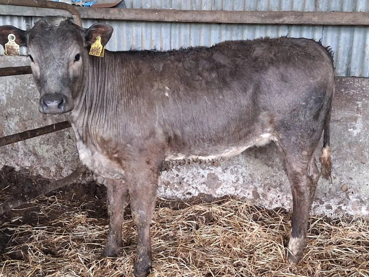 4 Super Charolais Weanling Heifers - Image 4
