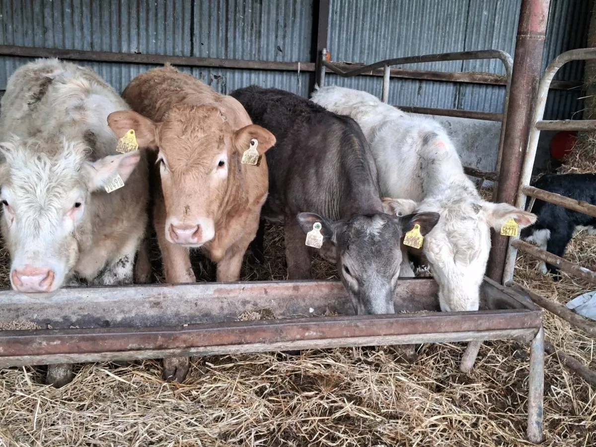 4 Super Charolais Weanling Heifers - Image 1