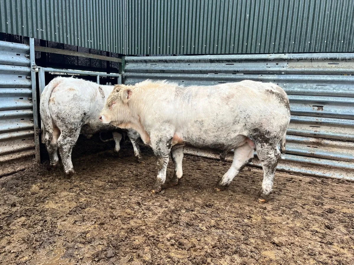 charolais bulls and maine anjou - Image 1