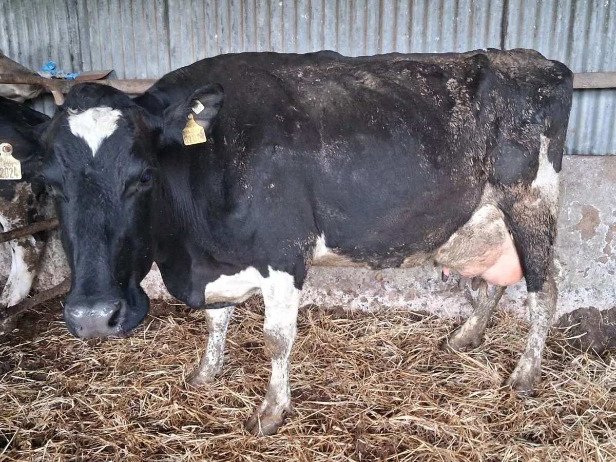 Friesian Milking Cow - Image 1