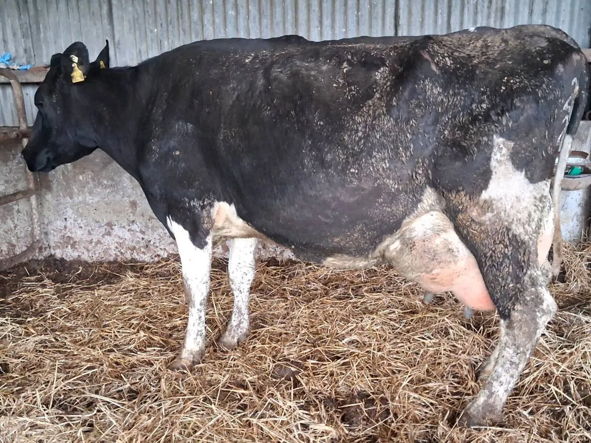 Friesian Milking Cow - Image 2