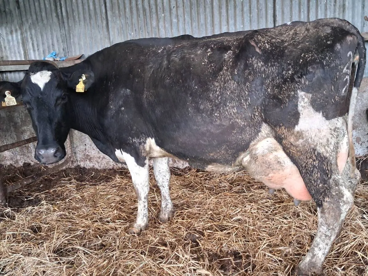 Friesian Milking Cow - Image 3