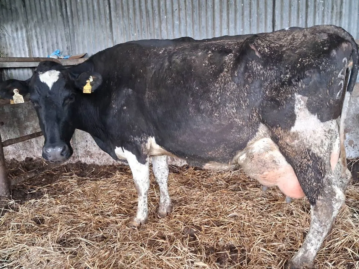 Friesian Milking Cow - Image 4