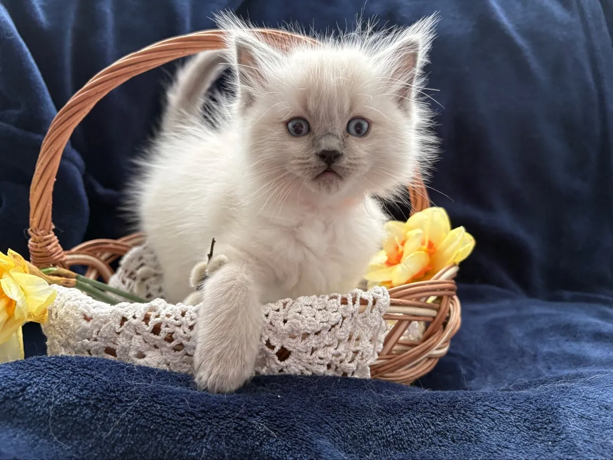 ❤️ Purebred Ragdoll Kitten❤️ - Image 4