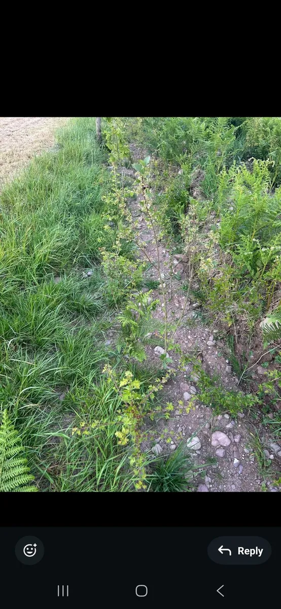 Acres scheme planting and maintenance nationwide - Image 1