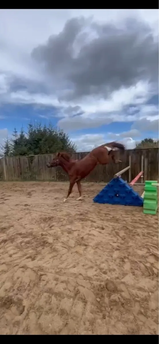 Offaly clover 3 year old filly - Image 1