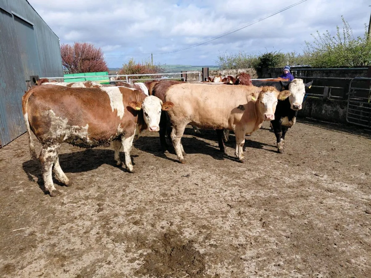 In calf heifers - Image 1
