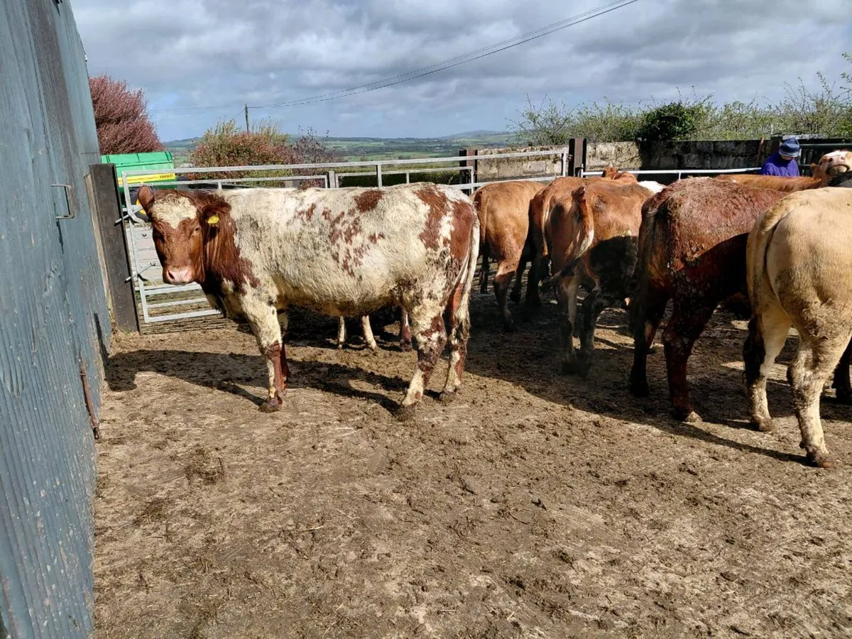 In calf heifers - Image 2