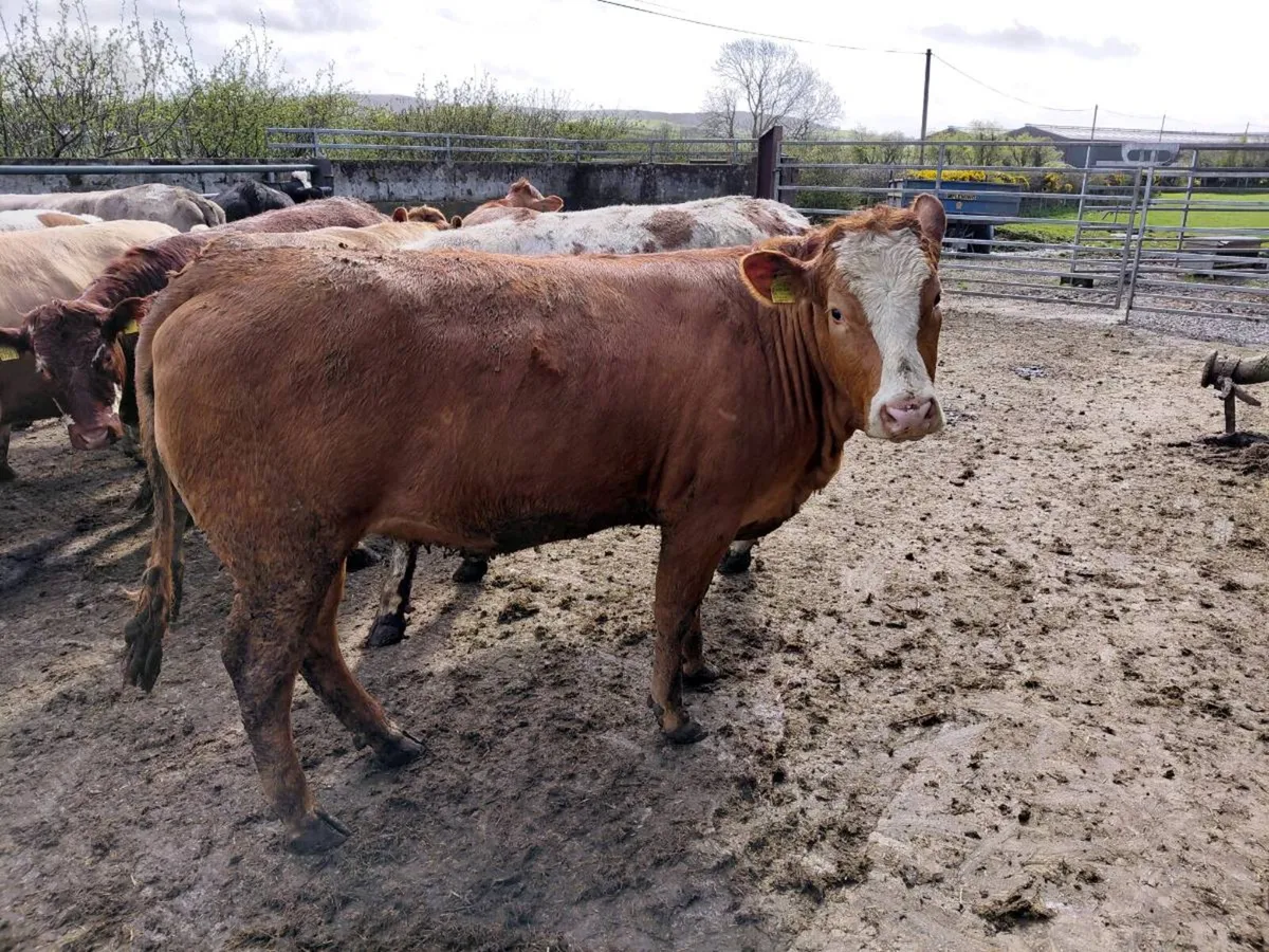 In calf heifers - Image 3