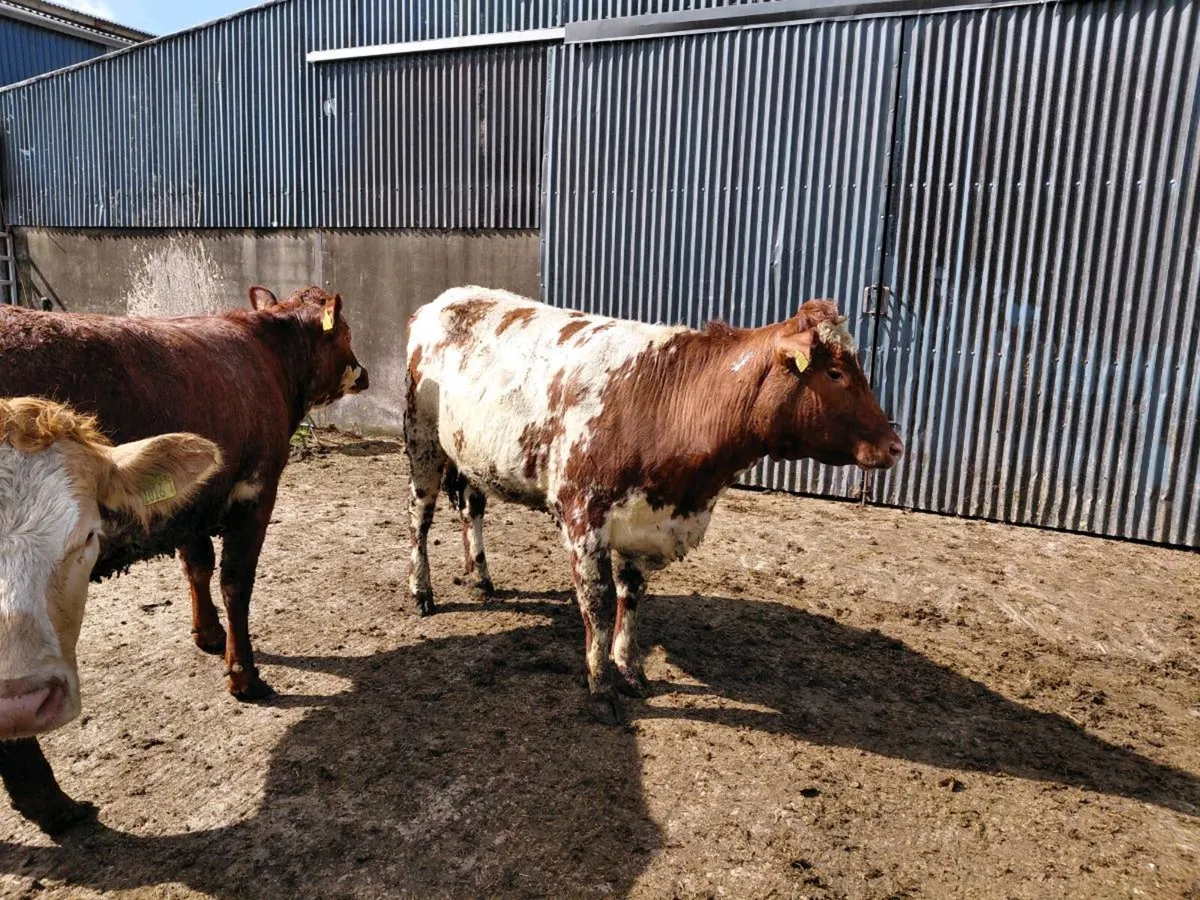 In calf heifers - Image 4