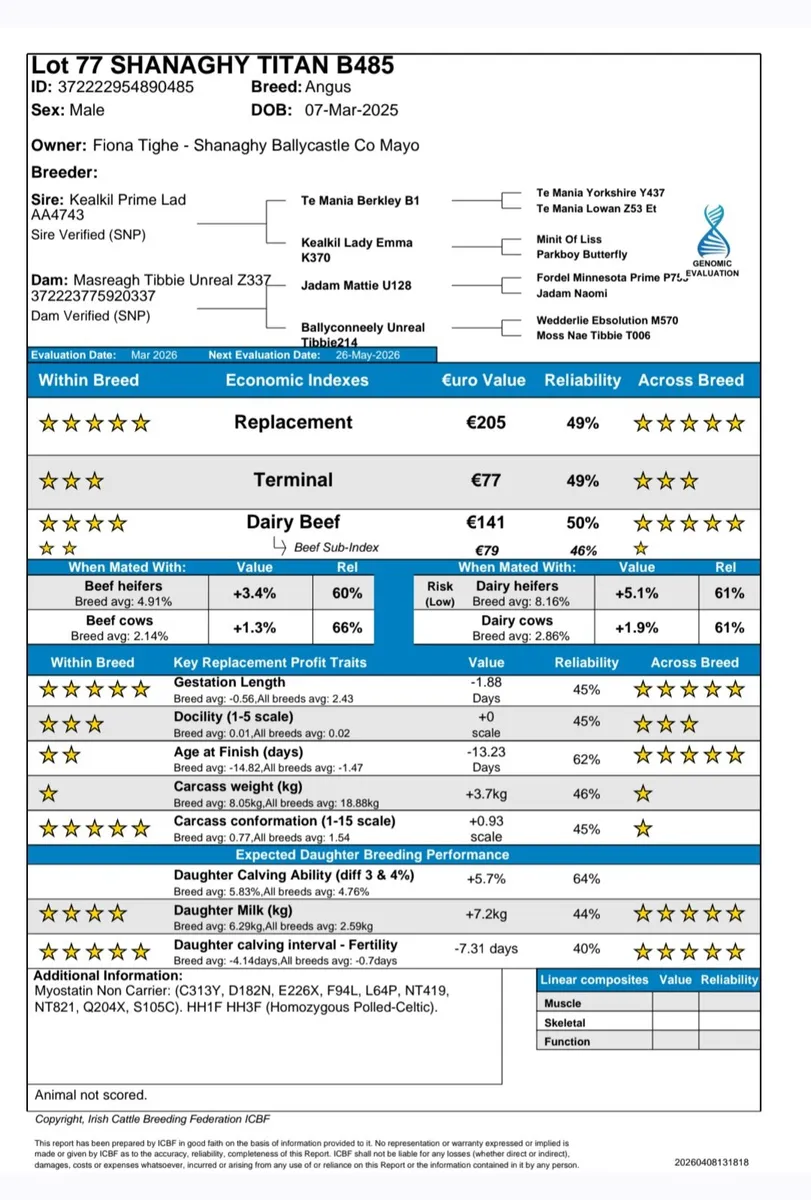 Pedigree Angus Bulls For Ballina Mart 14th April - Image 4