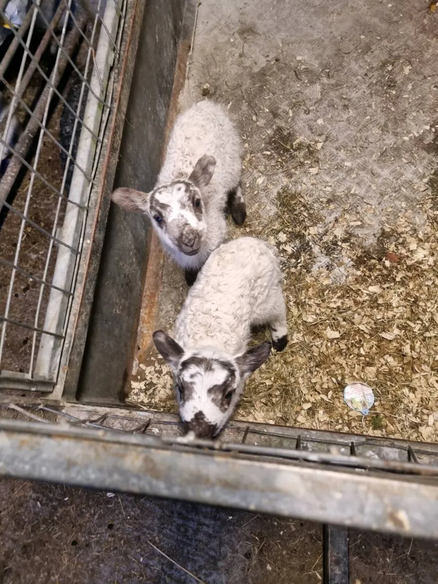 lambs - Image 1