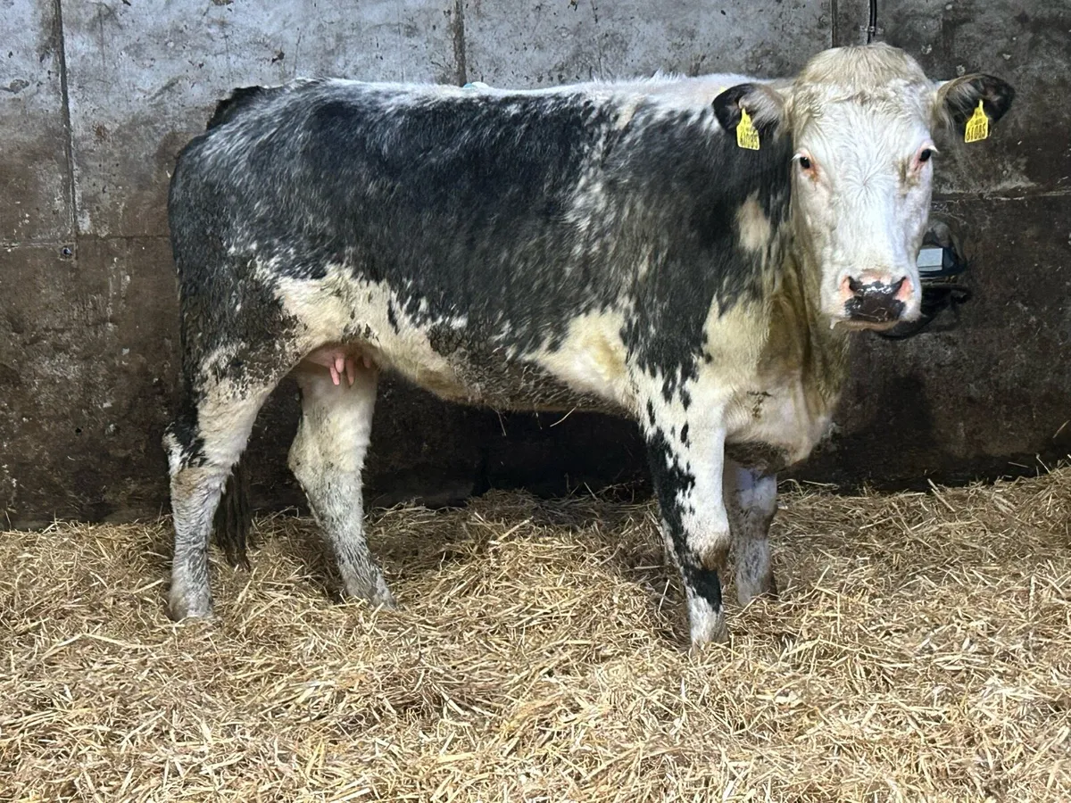 Super 2nd calved cow and heifer calf  back Incalf - Image 2