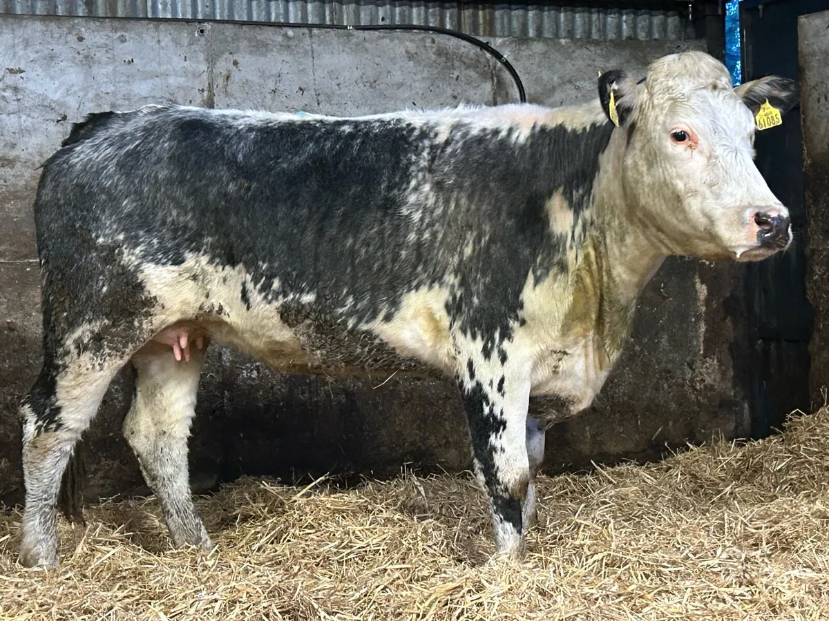 Super 2nd calved cow and heifer calf  back Incalf - Image 3
