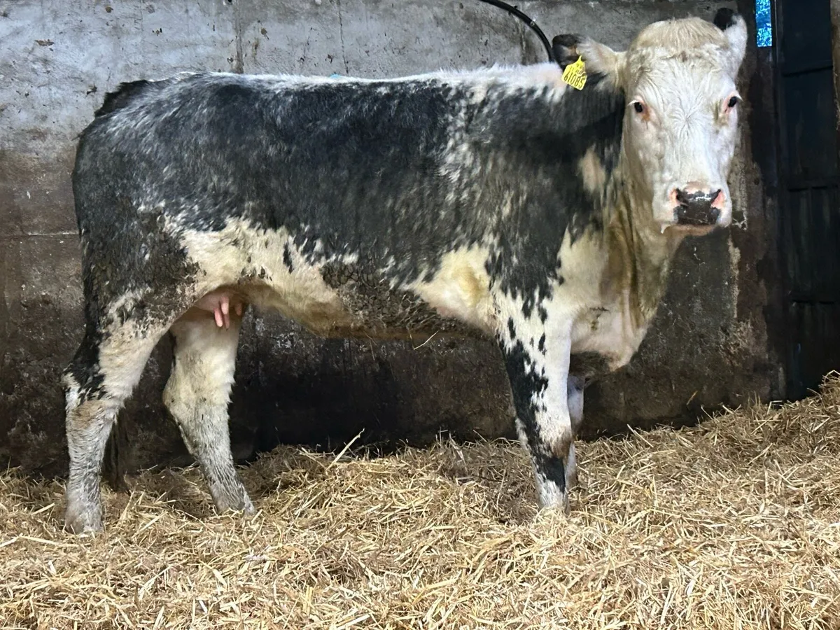 Super 2nd calved cow and heifer calf  back Incalf - Image 4