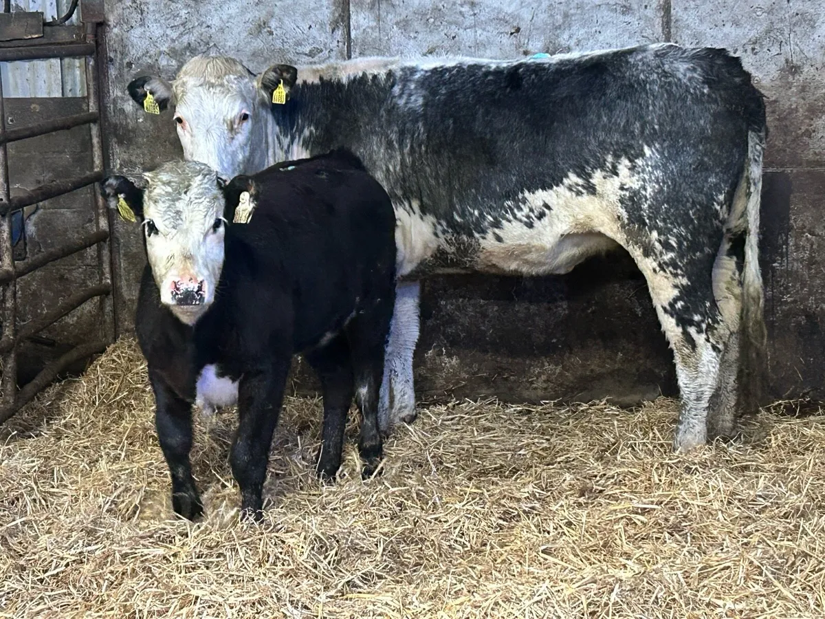 Super 2nd calved cow and heifer calf  back Incalf - Image 1