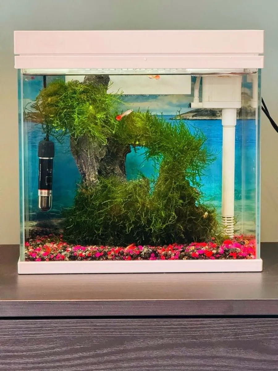 Beautiful 18L Aquarium with Guppy & Live Moss - Image 1