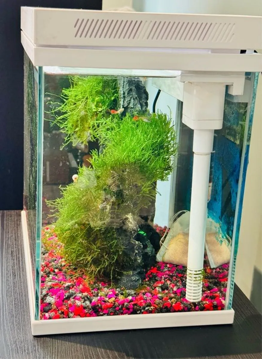 Beautiful 18L Aquarium with Guppy & Live Moss - Image 2