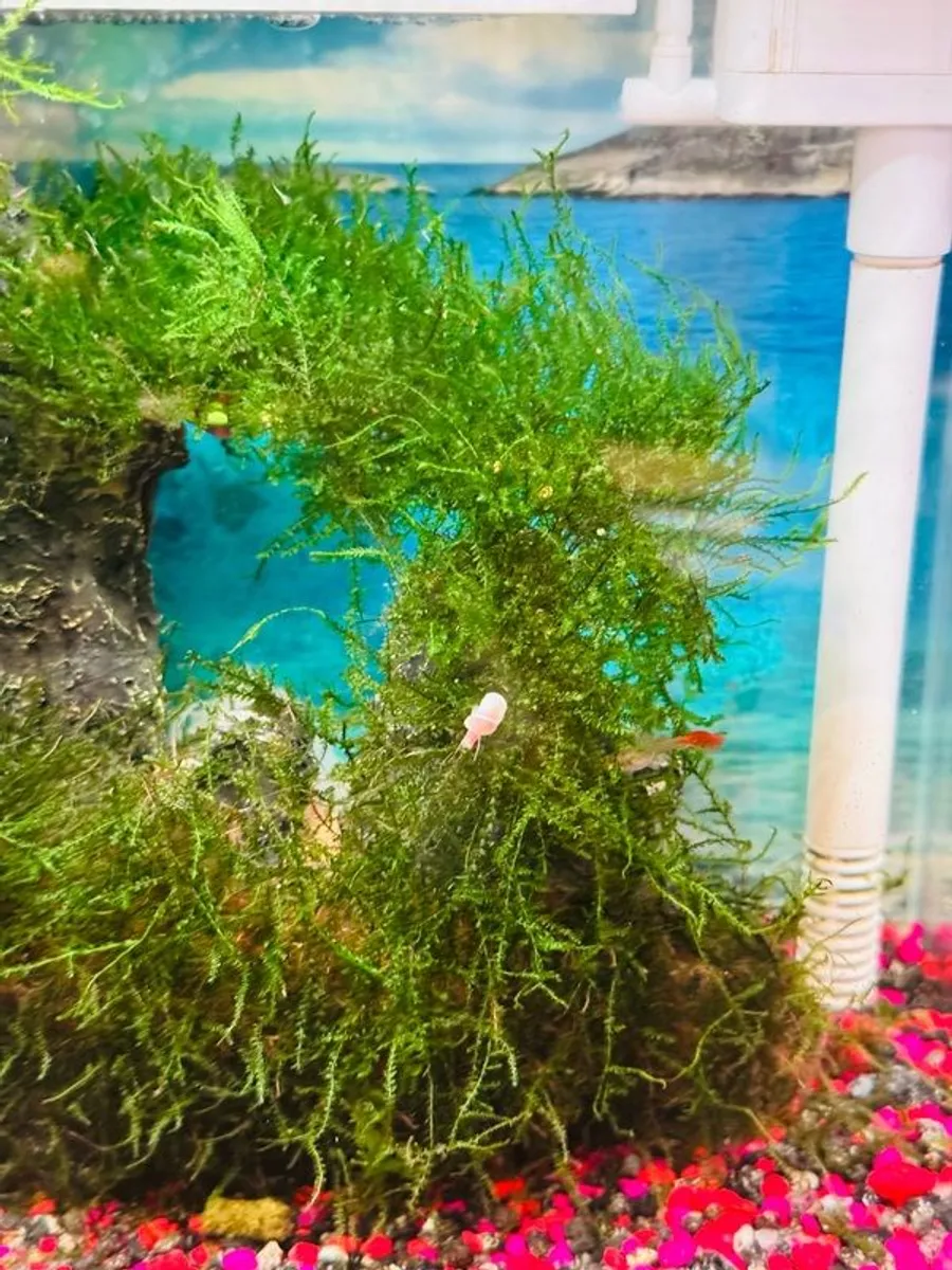 Beautiful 18L Aquarium with Guppy & Live Moss - Image 3