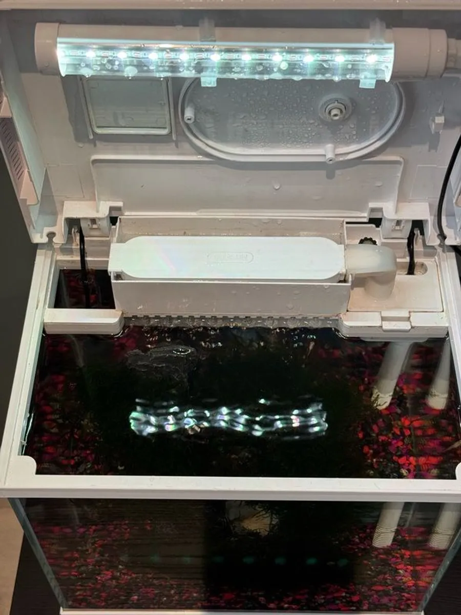 Beautiful 18L Aquarium with Guppy & Live Moss - Image 4
