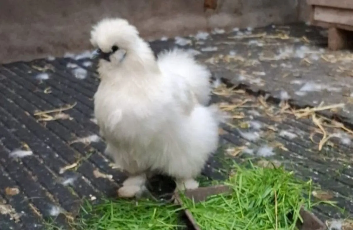 Silkie eggs - Image 1