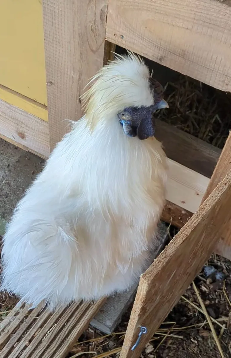 Silkie eggs - Image 2