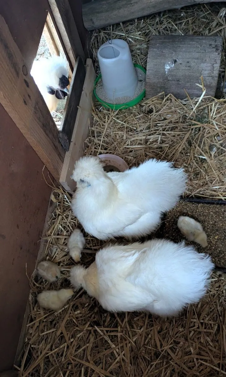 Silkie eggs - Image 3