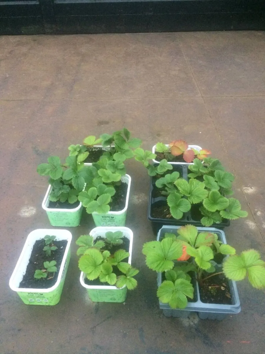 22 Strawberry Plants 🪴 - Image 1
