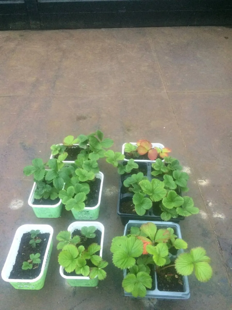 22 Strawberry Plants 🪴 - Image 2