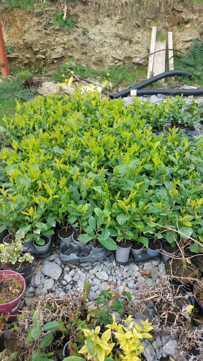 Laurel Hedging - Image 1