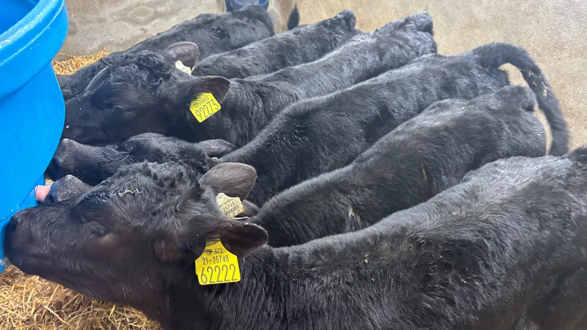 6 Quality Angus Bull Calves - Image 4