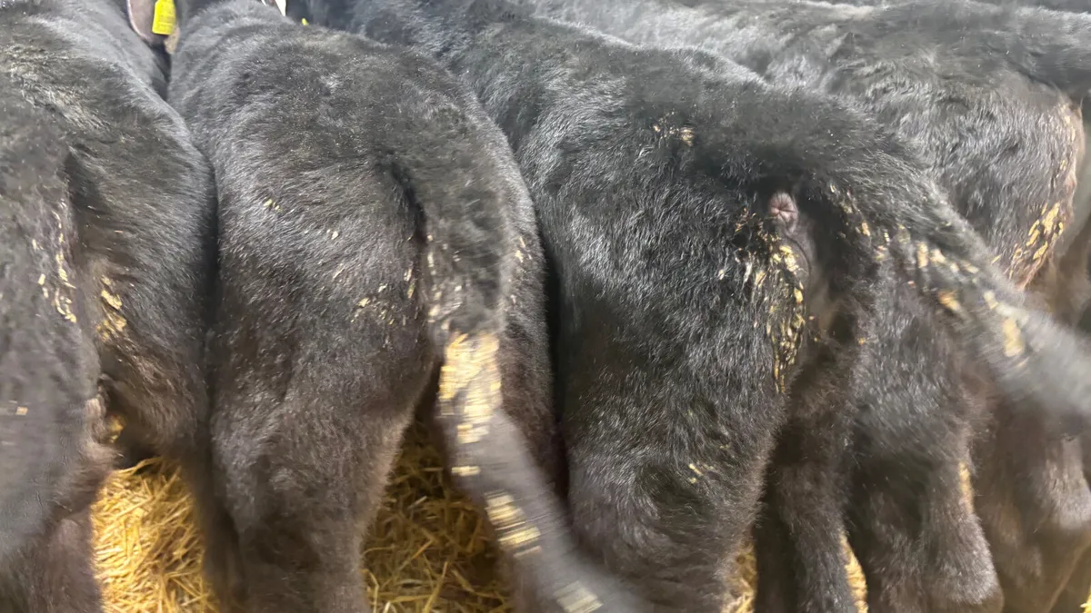 6 Quality Angus Bull Calves - Image 3