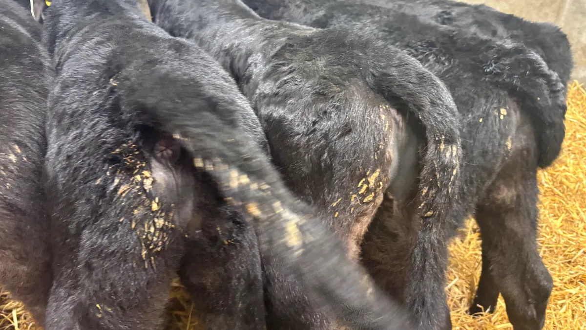 6 Quality Angus Bull Calves - Image 2