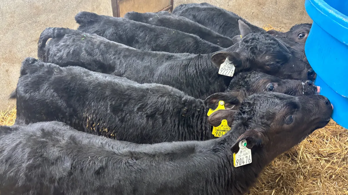 6 Quality Angus Bull Calves - Image 1