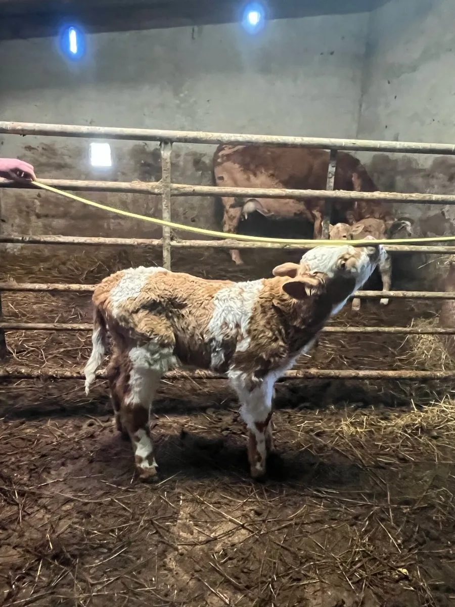 Charolais bull calf - Image 1
