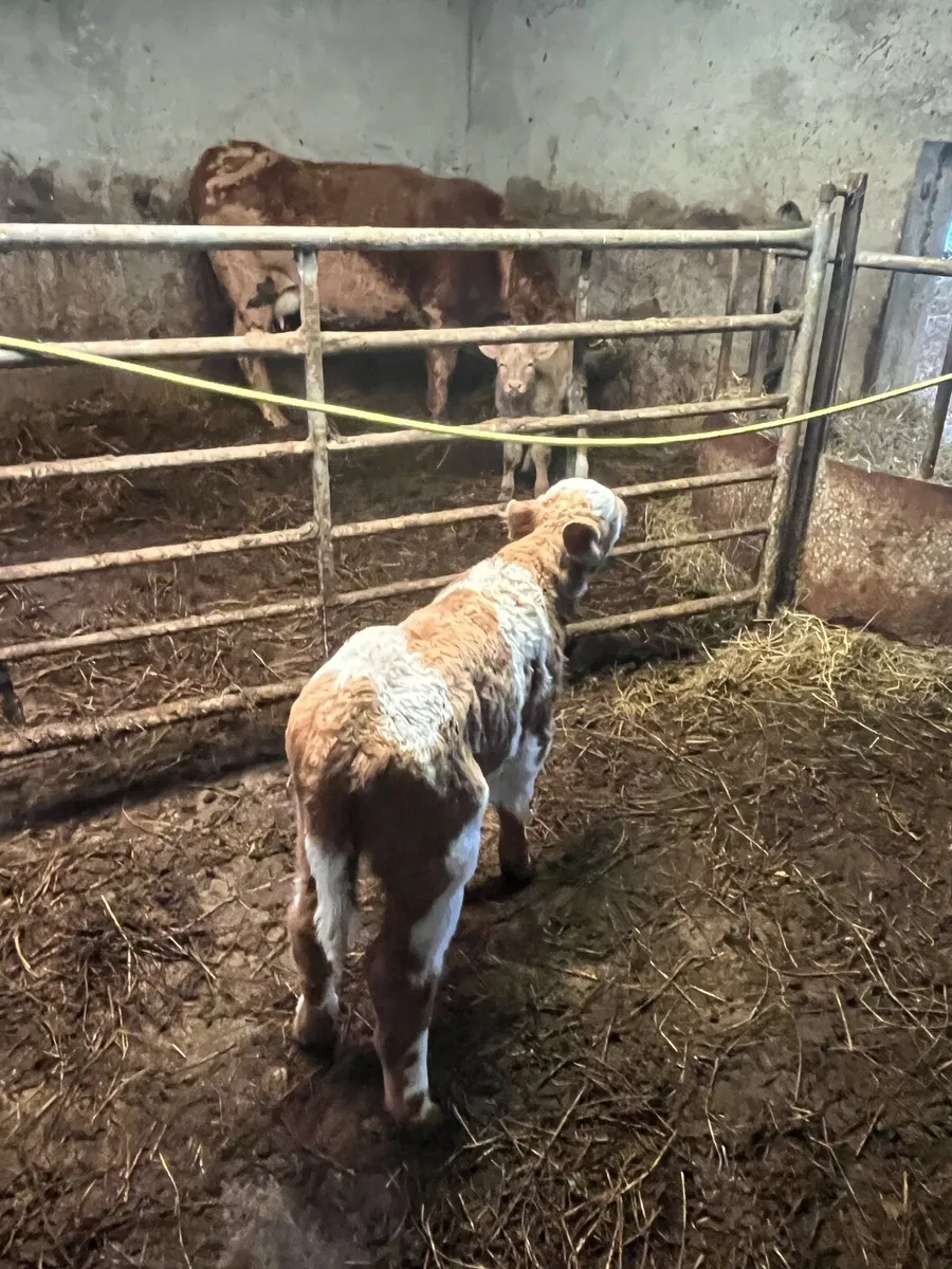 Charolais bull calf - Image 2