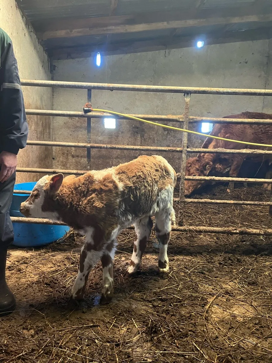 Charolais bull calf - Image 3