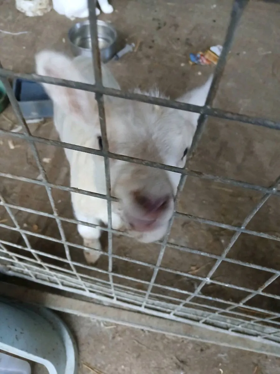 Pet lamb and bucket milk - Image 2