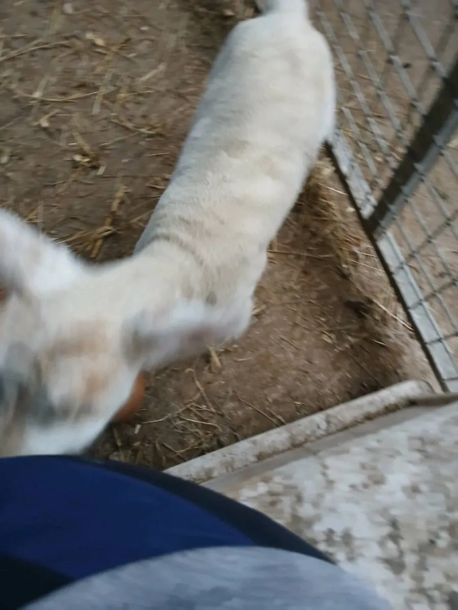 Pet lamb and bucket milk - Image 3