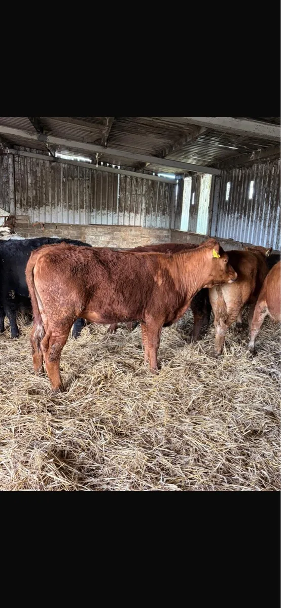 6 Super Limousin Heifers - Image 4