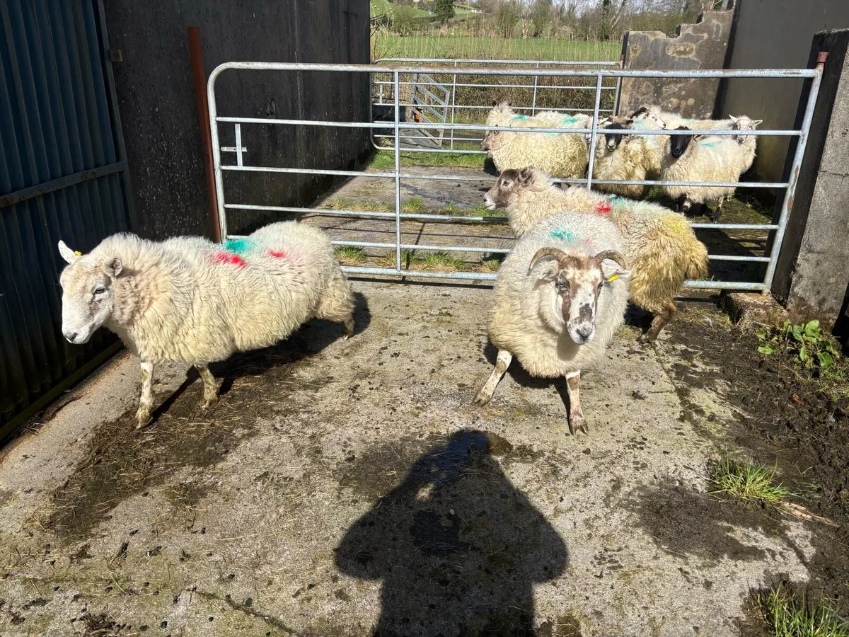 Inlamb ewes due middle of may - Image 1