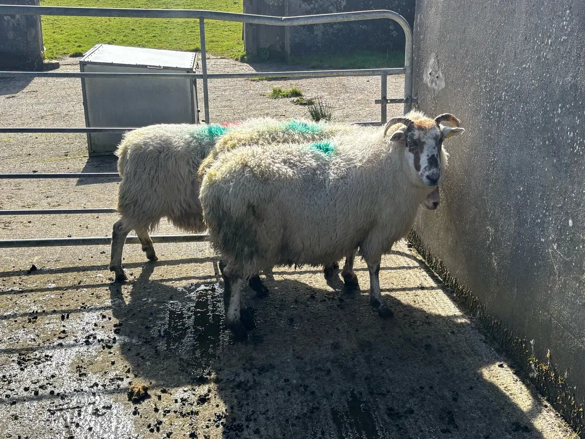 Inlamb ewes due middle of may - Image 2