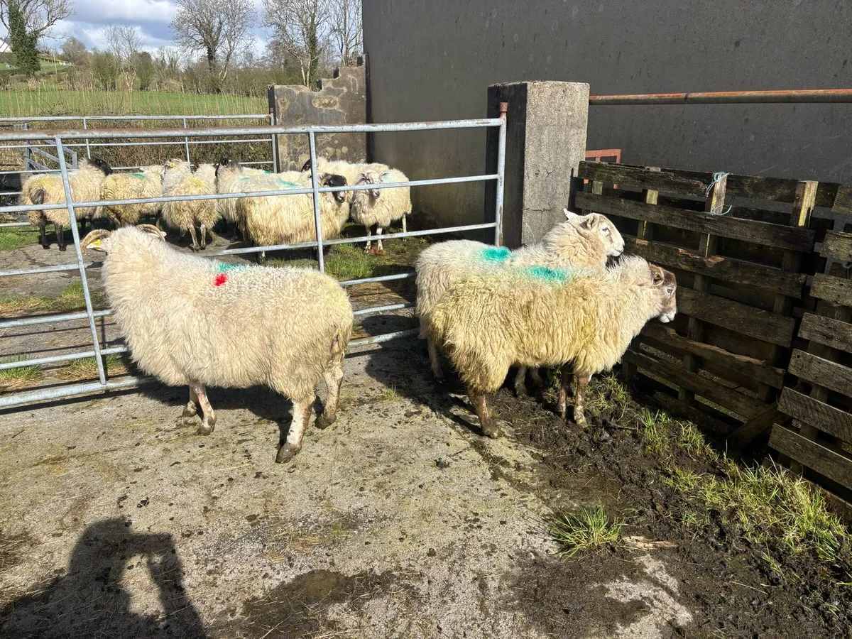 Inlamb ewes due middle of may - Image 4