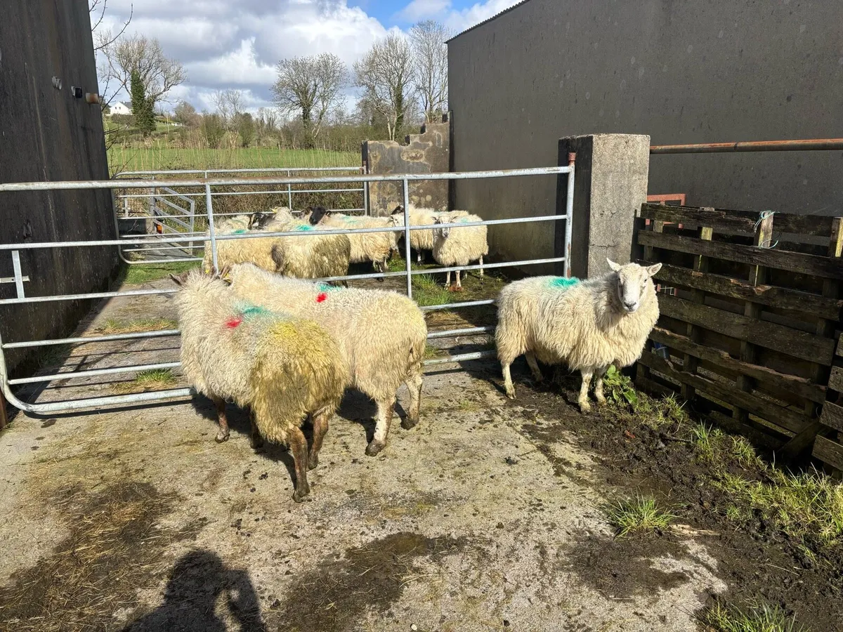 Inlamb ewes due middle of may - Image 3