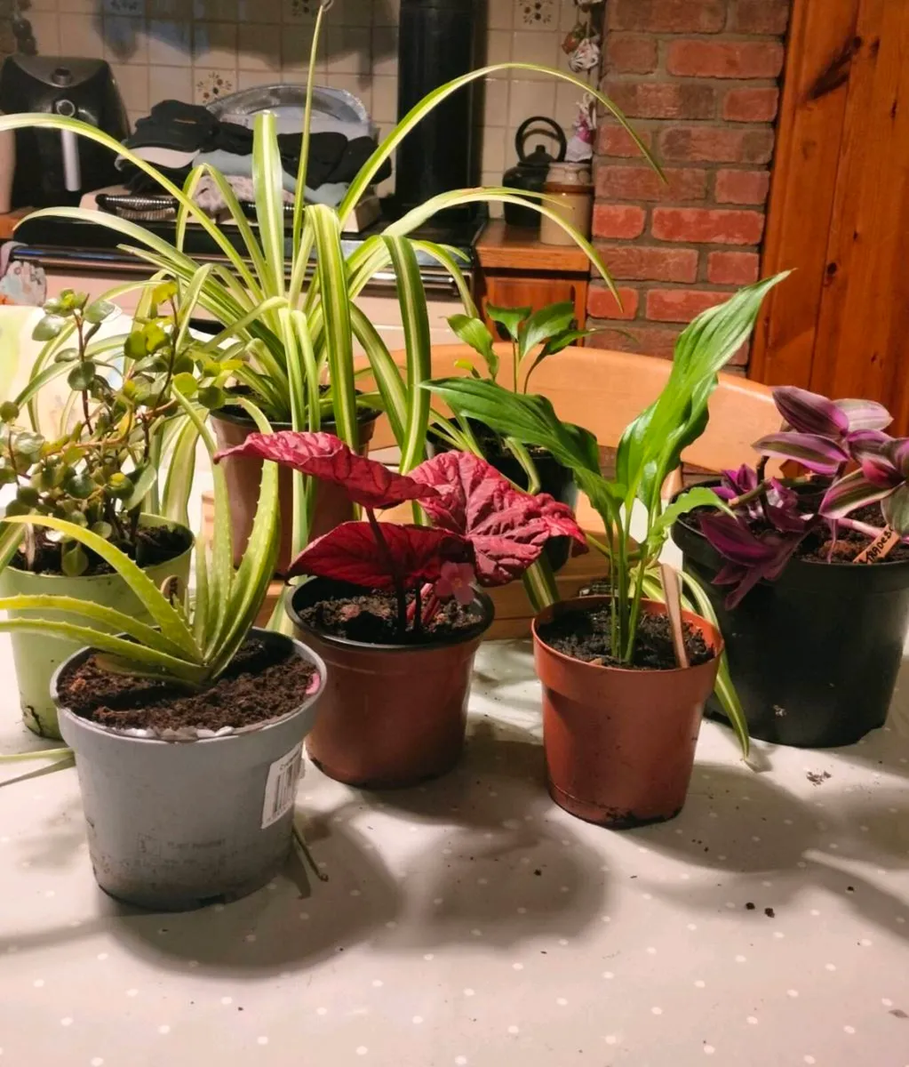 House plants Air purifiers and more.
SPIDER PLANT - Image 1