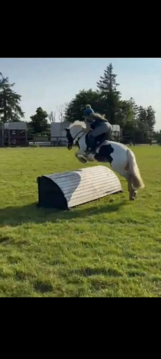 Beautiful 9yo ex riding school 12'2 pony mare - Image 3